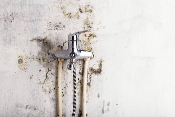 Reliable Terra Bella, CA Mold Remediation Solutions