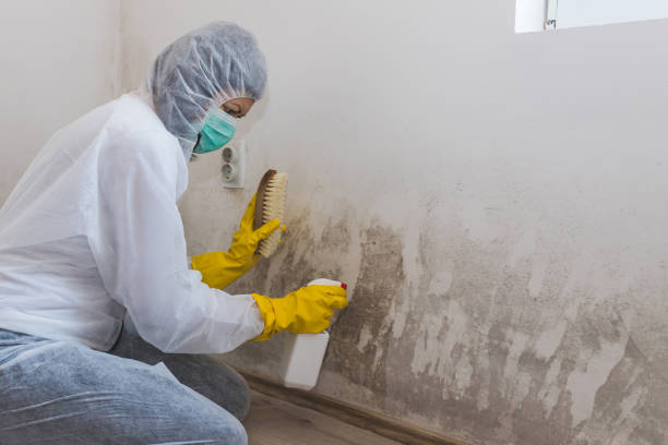 Best Kitchen Mold Remediation in Terra Bella, CA