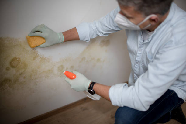 Best Residential Mold Remediation in Terra Bella, CA