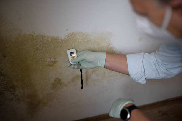 Best Residential Mold Remediation in Terra Bella, CA