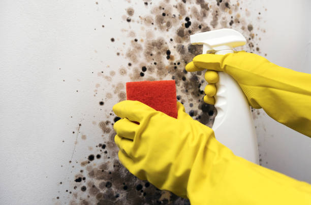 Best White Mold Remediation in Terra Bella, CA