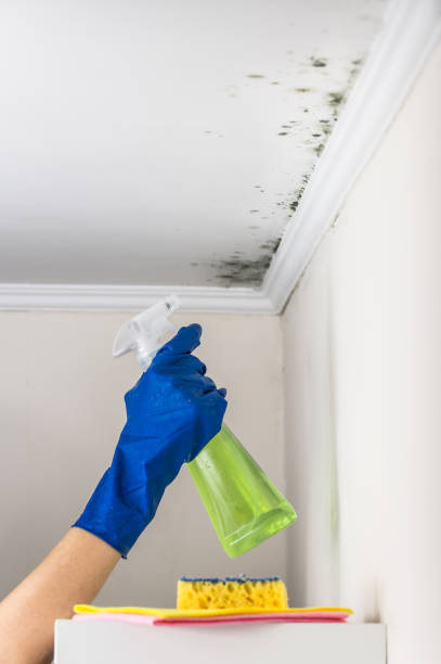 Best Basement Mold Remediation in Terra Bella, CA