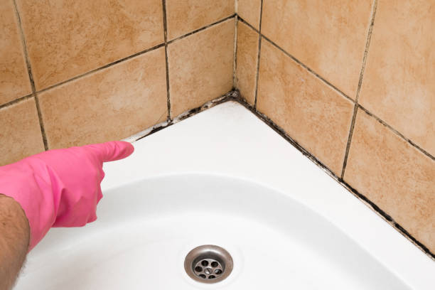 Best Localized Mold Remediation (e.g., coastal areas, humid climates) in Terra Bella, CA