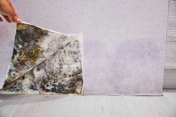 Best Post-Flood Mold Remediation in Terra Bella, CA
